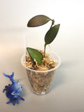 Hoya rosita (wayettii x tsangii)