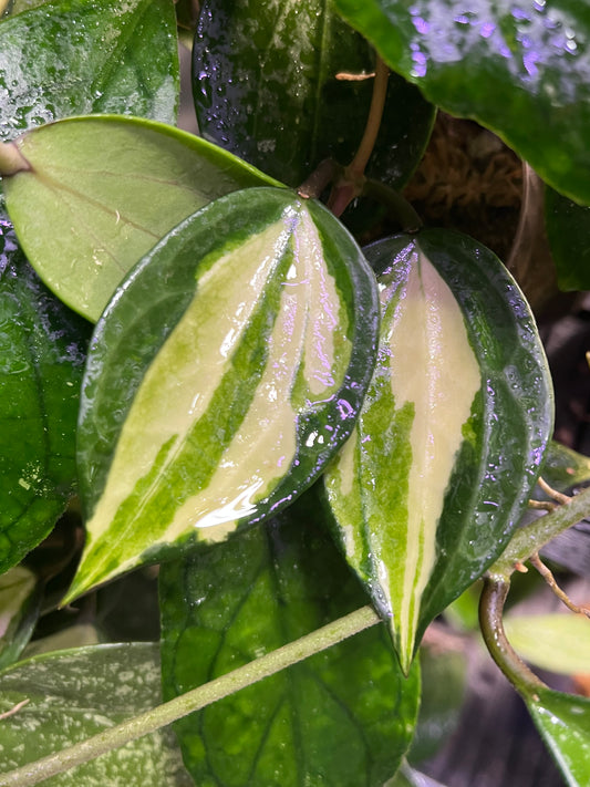 Hoya macrophylla pot of gold - 1 node - Unrooted