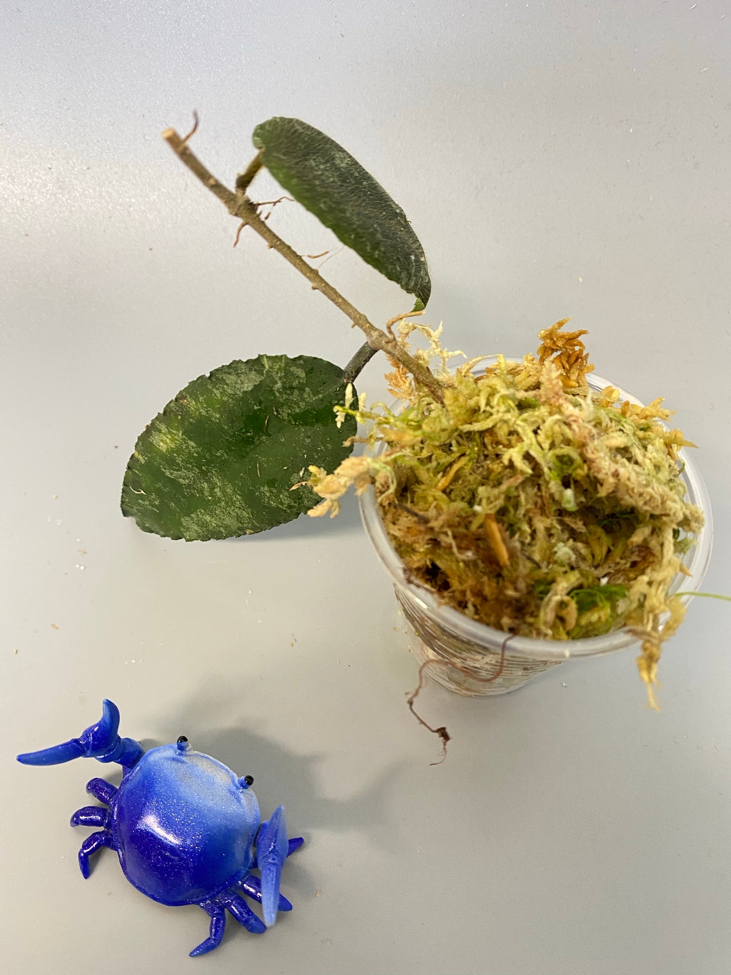 Hoya caudata Sumatra - new growth