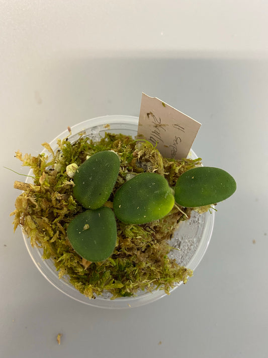 Hoya serpens with some roots