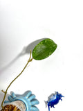 Hoya sp phukwai aff verticillata splash