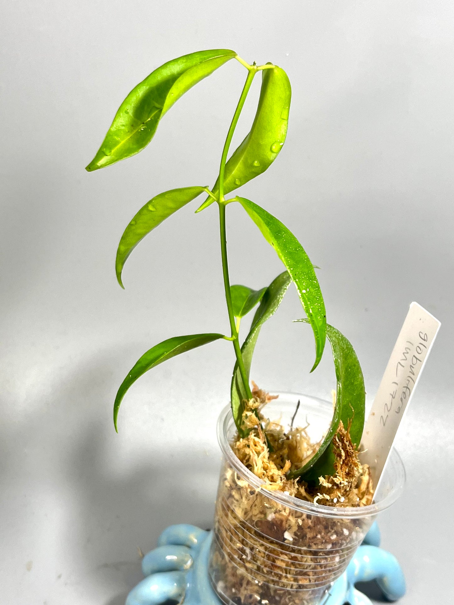 Hoya globulifera IML 1722 - has some roots