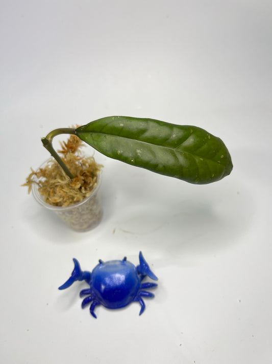 Hoya leoensis (viola x fuscomarginata) - unrooted