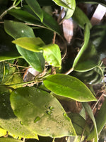 Hoya patricia - Darwinii x Elliptica - fresh cutting - 3 nodes - Unrooted