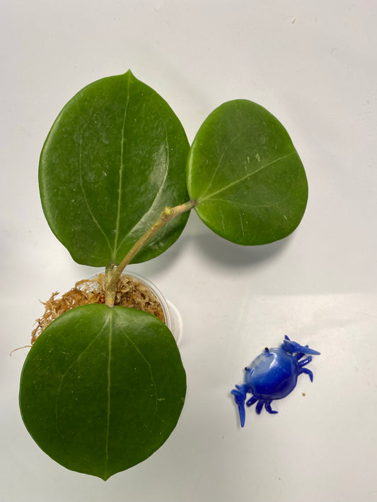 Hoya BP03 - Unrooted