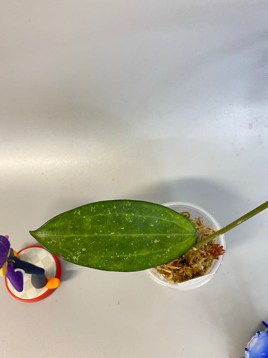 Hoya Hanhiae pink - starting to root