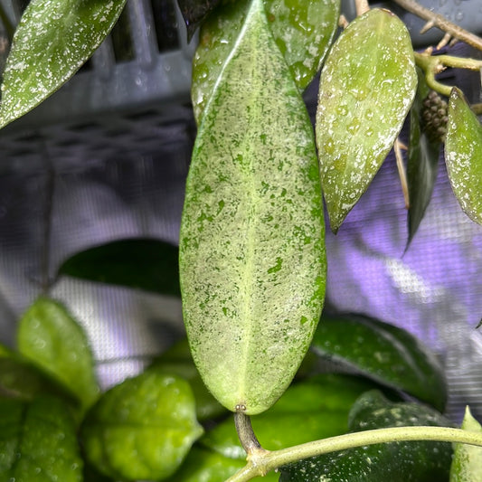 Hoya Silver lady (xiaojie 003) - fresh cutting - Unrooted