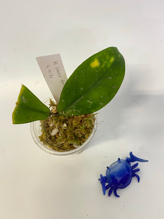 Hoya lobbii dark - has some roots