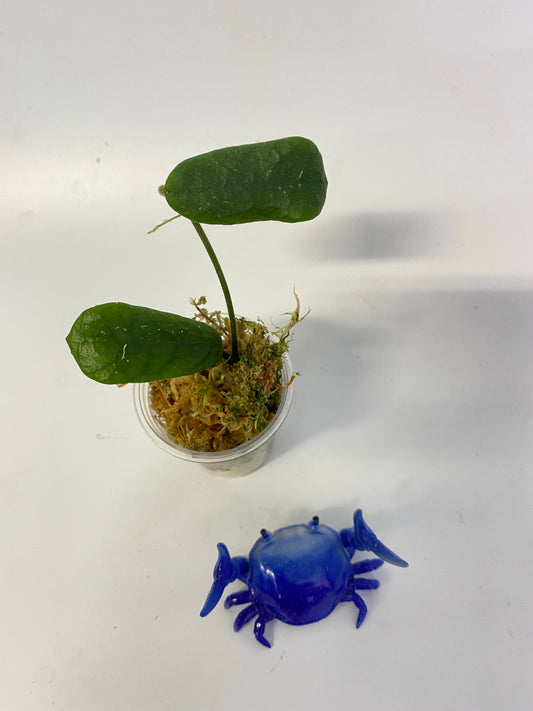 Hoya rotundiflora - starting to root