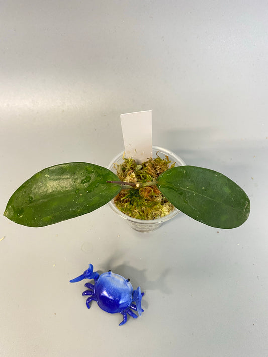 Hoya pottsii - active growth