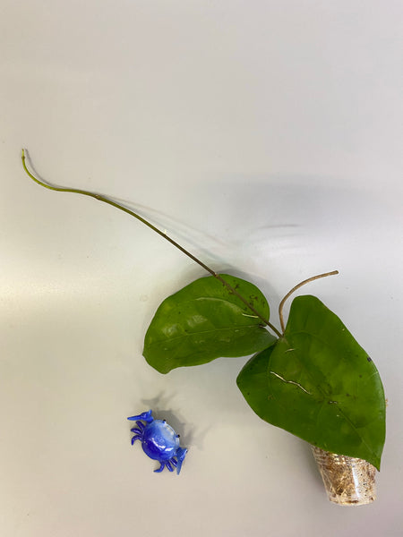 Hoya glabra - active growth