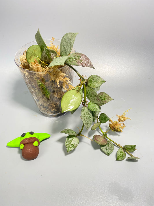 Hoya super silver krohniana (eskimo) - active growth