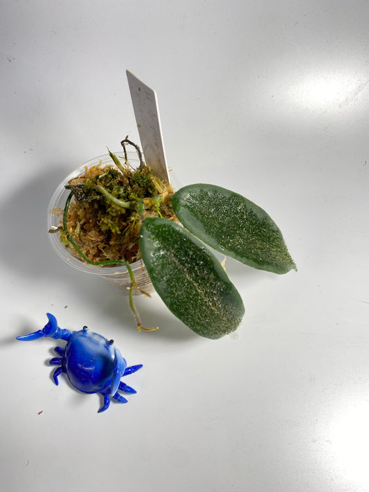 Hoya sp thomsonii - has roots