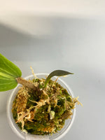 Hoya benguetensis - active growth