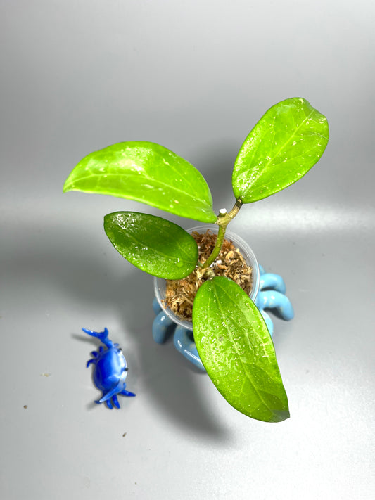 Hoya sp quang tri - Unrooted