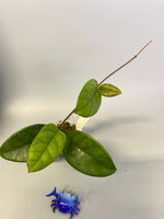 Hoya motoskei - active growth