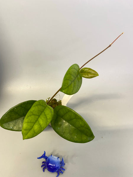 Hoya motoskei - active growth