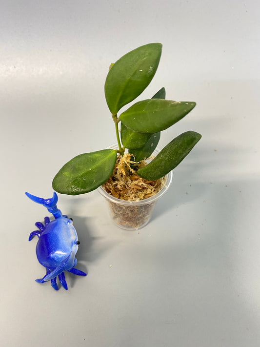 Hoya burtoniae - Unrooted cutting