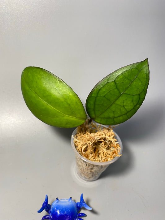 Hoya PMP 176 - joy x Jennifer - Unrooted