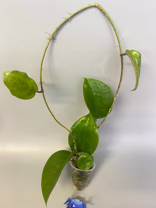 Hoya surigaoensis - has roots