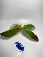 Hoya bordenii - unrooted