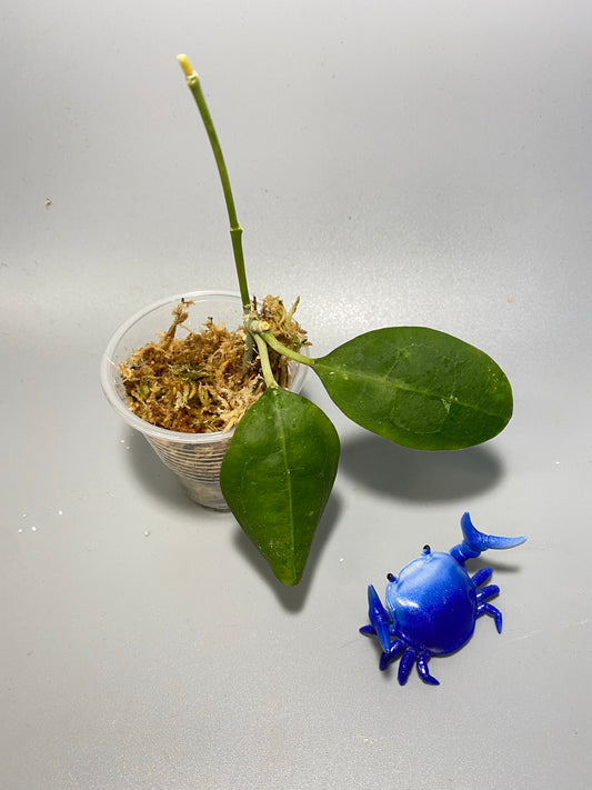 Hoya elliptica round leaf - Unrooted