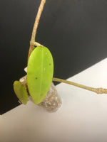 Hoya Verticillata - starting to root. Has peduncles