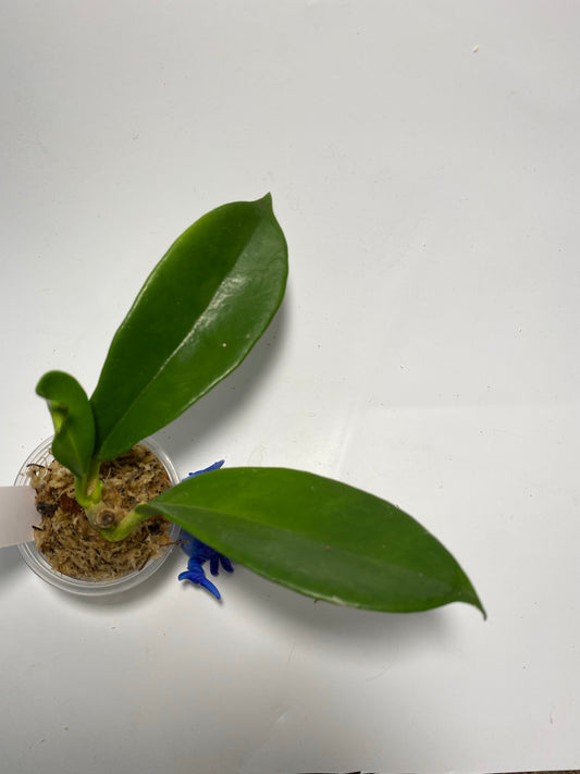 Hoya UT-036 West Timor - active growth