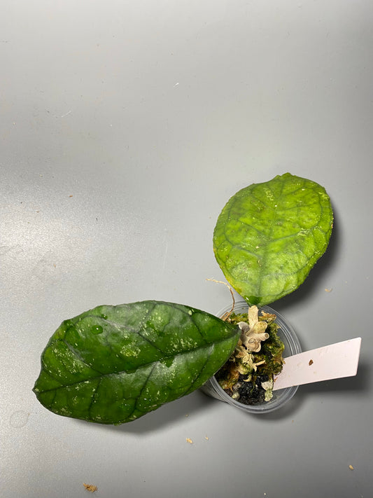 Hoya svetlana - starting to root