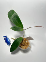 Hoya sp NR02 / NR-02 illagorium hybrid - active growth