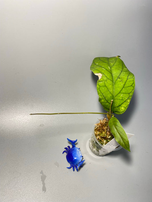 Hoya meredithii - active growth