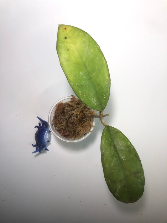 Hoya sp bahoi with some roots.