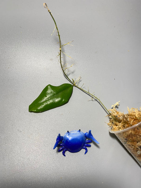 Hoya erythrina - starting to root