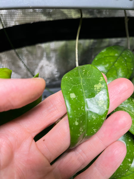 Hoya verticillata var hendersonii - fresh cut - 1 node / 1 leaf - unrooted