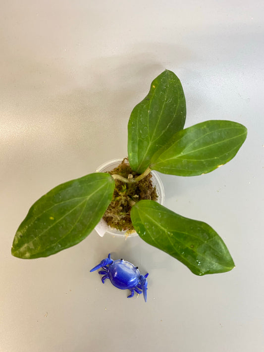 Hoya UT-030 - has some roots