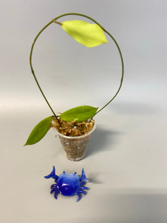 Hoya sp MPR IML 1866 - has some roots