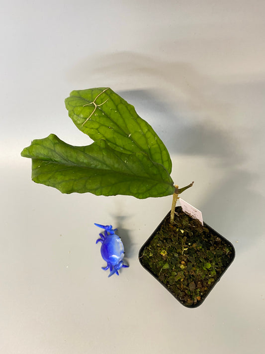 Hoya cv golden eye - active growth