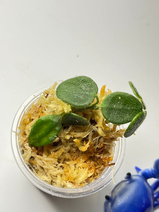 Hoya aff Serpens (Xiaojie 001) - Unrooted