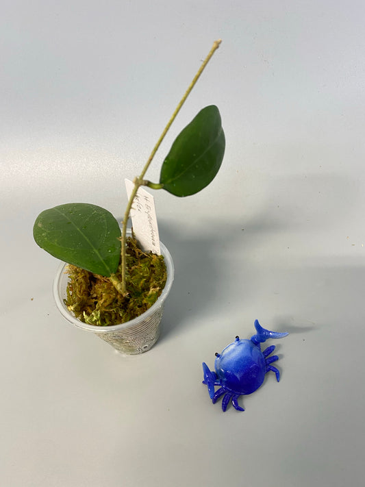 Hoya erythrostemma - big pink - rooted for over 2 months