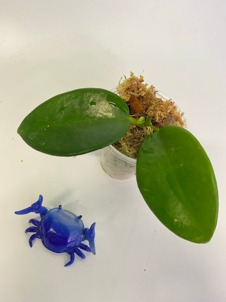 Hoya benitotanii - active growth