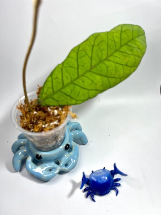 Hoya sp RP013 - Unrooted