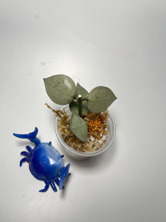 Hoya super silver krohniana (eskimo) - Unrooted