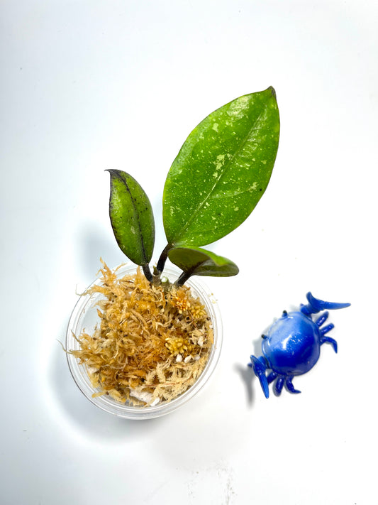 Hoya Ah-053 - Unrooted