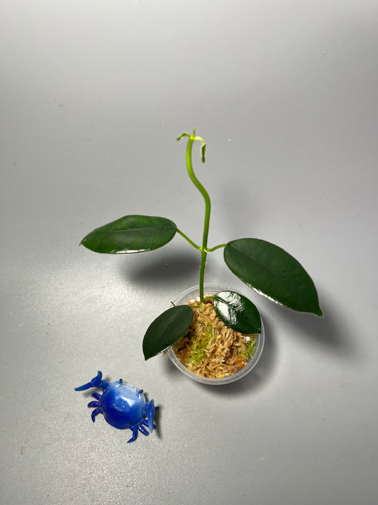 Hoya coronaria white - Unrooted