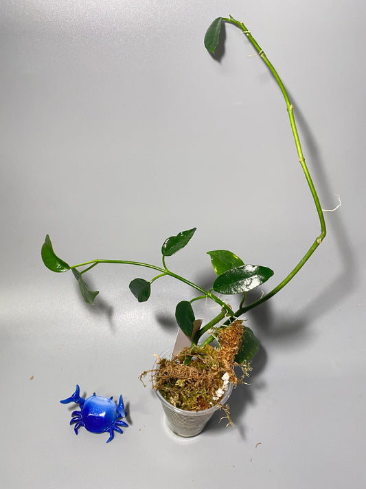 Hoya cv ruthie - active growth