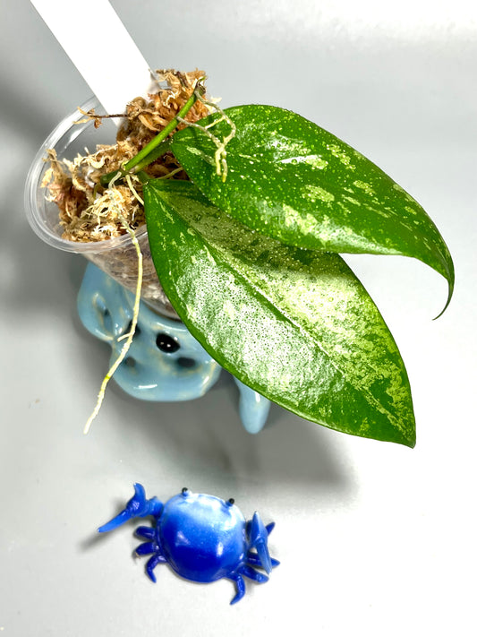 Hoya memoria x IR26 - unrooted