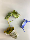 Hoya imbricata - active growth