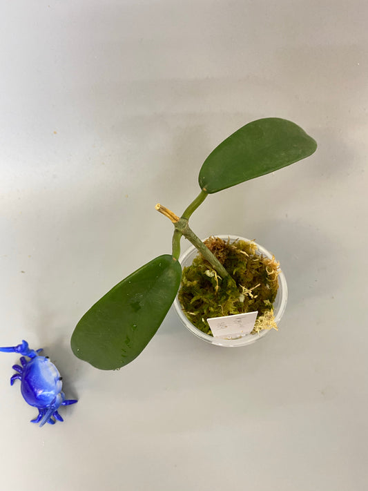 Hoya meliflua - has roots