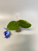 Hoya sweet scent - has some roots