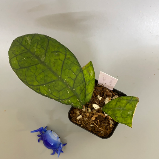 Reserve for Brandon - Hoya finlaysonii round leaf